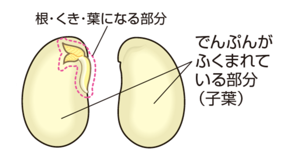 発芽前のインゲンマメの種子