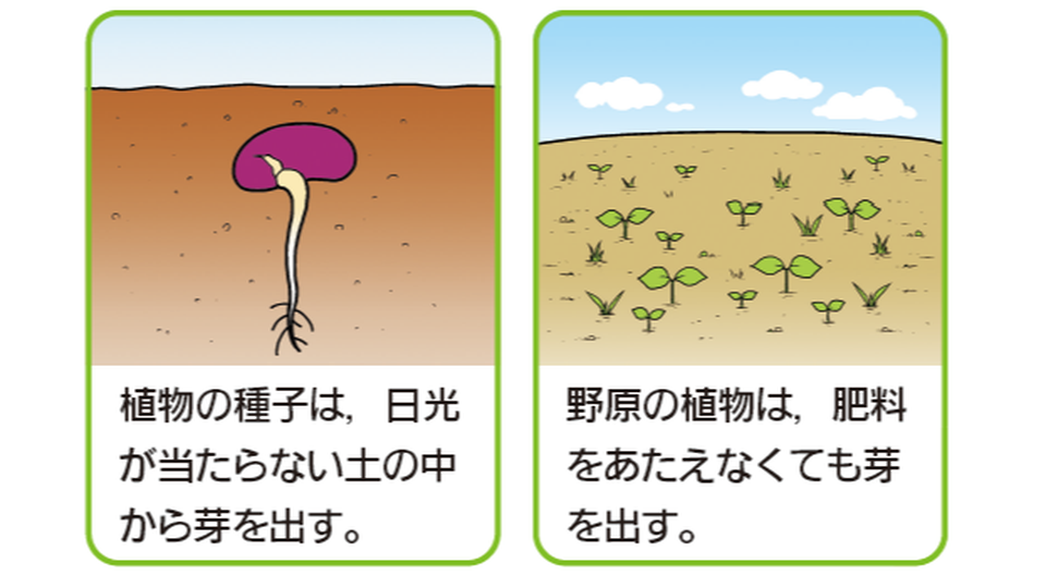 発芽に日光や肥料は必要ない