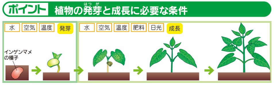 植物の発芽と成長に必要な条件