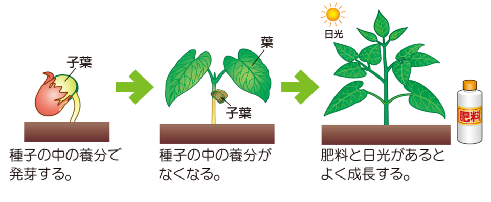 植物の成長には日光と肥料が必要