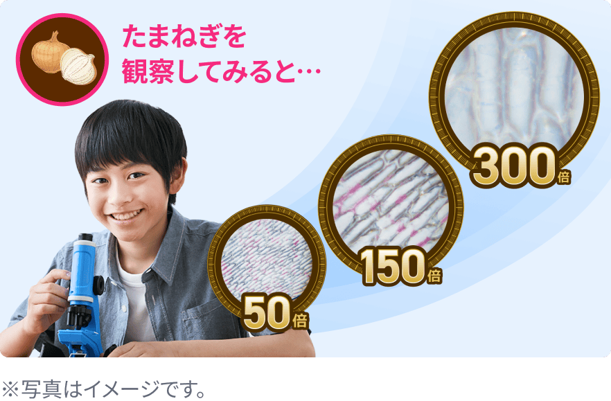 300倍ズームけんび鏡なら50倍、150倍、300倍の倍率で観察可能