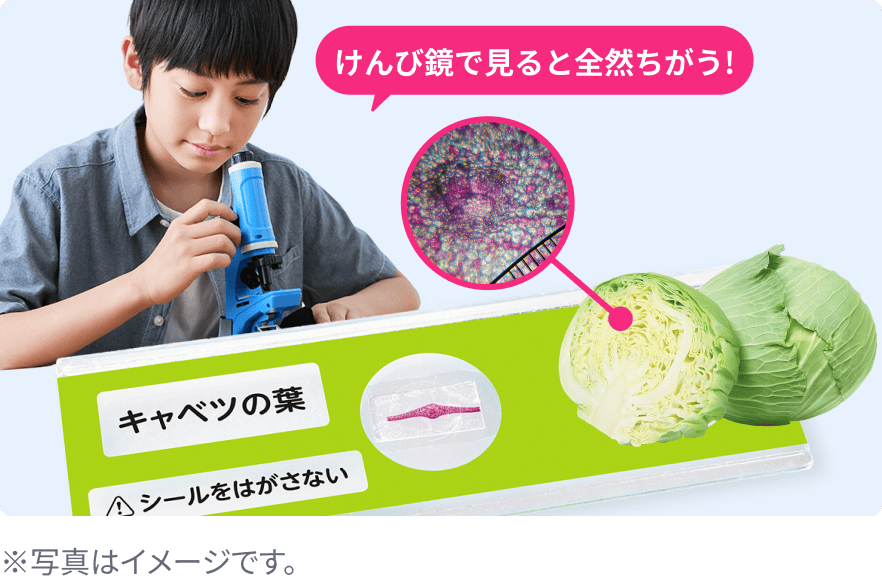 キャベツの葉などもけんび鏡で見ると普段とは全然違う！